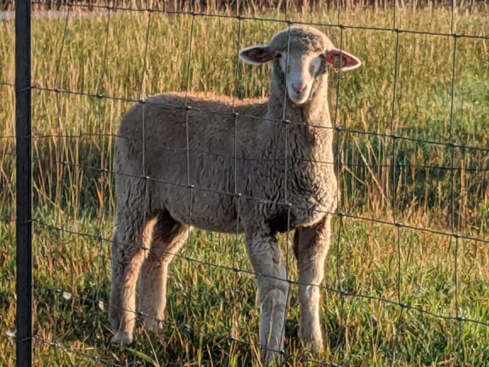 Rambouillet Ewe Sheep